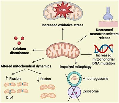 Insights from Drosophila on Aβ- and tau-induced mitochondrial dysfunction: mechanisms and tools